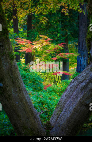 Der Portland Japanische Garten ist ein traditioneller japanischer Garten, 12 Hektar, in Washington Park im Westen Hügel von Portland, Oregon Stockfoto