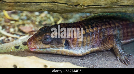 Nahaufnahme einer Sudan vergoldeter Eidechse schlafen, Reptil in brumation, tropischen Tierart aus Afrika Stockfoto