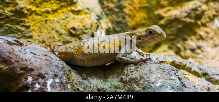 Nahaufnahme einer gemeinsamen rock Agama, tropische Echse aus der Wüste von Afrika Stockfoto