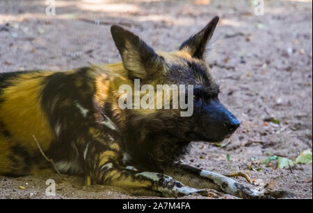 Closeup Portrait einer afrikanischen Wilden Hund, gefährdete Tierart aus Afrika Stockfoto
