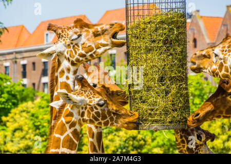 Netzgiraffen Heu essen von einem Korb, zoo Fütterung Ausrüstung, gefährdete Tierart aus Afrika Stockfoto