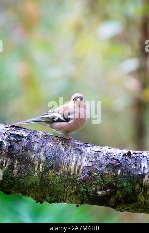 Eine weibliche Buchfink (Fringilla coelebs) auf einem gefallenen Baumstamm draußen im Wald mit Herbst farbigen Hintergrund thront. Stockfoto