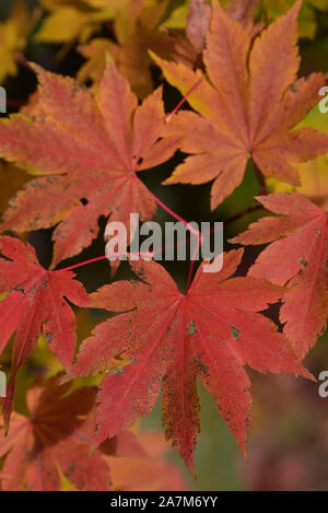 Das warme Rot glühen des herbstlichen Farben Ahorn Blätter, England, Großbritannien Stockfoto