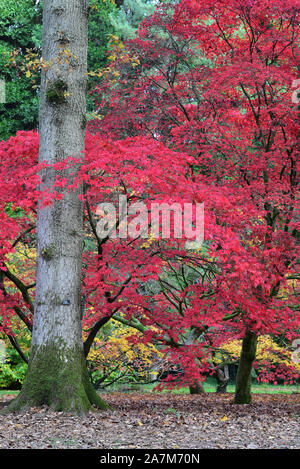 Two Japanese Acers stand resplendent in their vivid autumnal colours in a Gloucestershire woodland, England, UK. Stockfoto