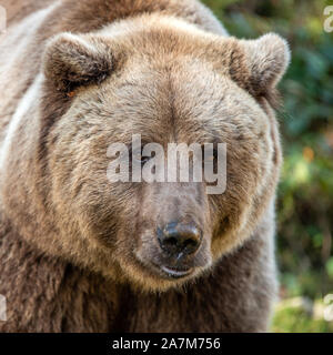Schöne Nahaufnahme, Porträt der Braunbär (Ursus arctos) Stockfoto