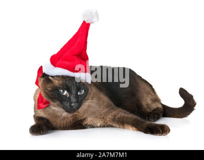 Siamesische Katze vor weißem Hintergrund Stockfoto