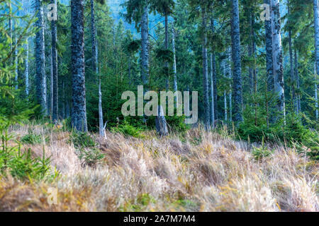 Pinienwald im Herbst mit trockenem Gras auf dem Berghang in einem Naturschutzgebiet Stockfoto