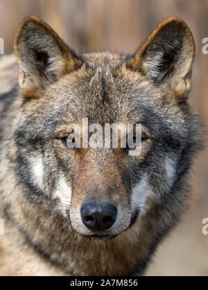 Close up schöne Portrait von einem grauen Wolf (Canis Lupus) Stockfoto