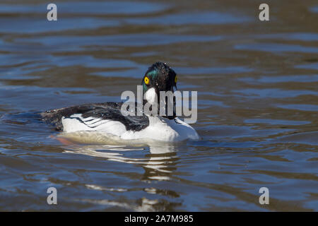 Detaillierte Nahaufnahme der männlichen goldeneye Ente (Bucephala clangula) isoliert, Schwimmen in ruhigem Wasser, Sonnenschein genießen, im Slimbridge Wetland Center, Großbritannien. Stockfoto