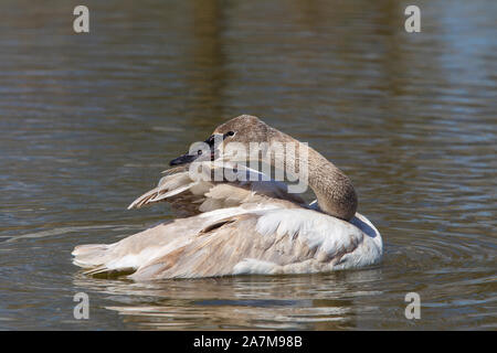 Detaillierte Nahaufnahme eines Nordamerikanischen Jugendlicher, der trompeter Schwan (Cygnus buccinator) in Wasser isoliert, Slimbridge Wetland Centre, UK, Federn herauszuputzen. Stockfoto