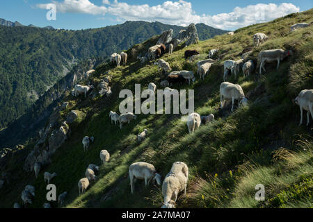 Schafe auf dem Rand eines steilen Berghang am Port de Pailheres in den Französischen Pyrenäen. Stockfoto
