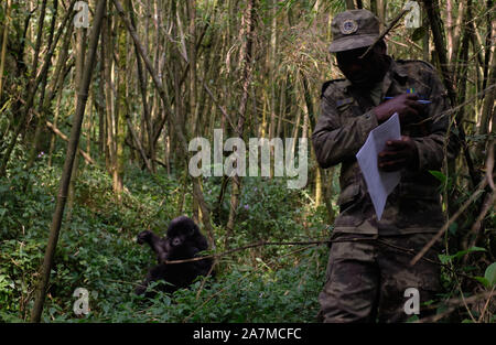 August 21, 2019, Ruhengeri, Ruanda: die Berggorillas in Ruanda wurde teilweise durch eine kleine Organisation von tierärzten als Gorilla Ärzte gespeichert wurde. Diese Ärzte haben sich auf die Erhaltung der Arten gewidmet. Sie haben dazu beigetragen, die Arten aus 3 x was sie war, bevor die organziation 1986 gestartet. Diese tierärzte bieten sowohl Forschung und medizinische Versorgung für die Gorillas leben in Volcanoes National Park in Ruhengeri Ruanda. . Dr. Noel und ein Ranger Durchführung einer routinemäßigen Gesundheitscheck der Agashya Gorilla Gruppe. (Bild: © Allison Abendessen/ZUMA Draht) Stockfoto