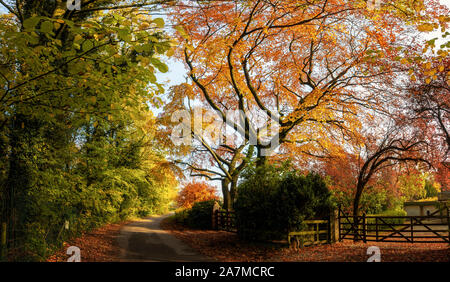 Herrliche herbstliche szene bunte Blätter im Herbst auf Bäumen in einem ruhigen Land Lane, West Yorkshire, UK Stockfoto