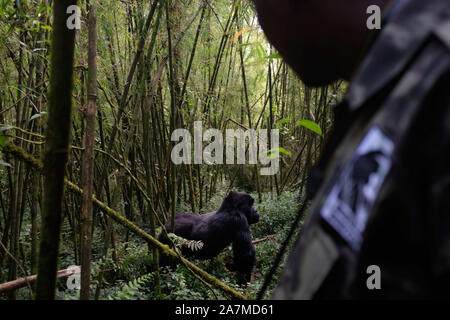 August 21, 2019, Ruhengeri, Ruanda: die Berggorillas in Ruanda wurde teilweise durch eine kleine Organisation von tierärzten als Gorilla Ärzte gespeichert wurde. Diese Ärzte haben sich auf die Erhaltung der Arten gewidmet. Sie haben dazu beigetragen, die Arten aus 3 x was sie war, bevor die organziation 1986 gestartet. Diese tierärzte bieten sowohl Forschung und medizinische Versorgung für die Gorillas leben in Volcanoes National Park in Ruhengeri Ruanda. . Dr. Noel Durchführung einer routinemäßigen Gesundheitscheck der Agashya Gorilla Gruppe. (Bild: © Allison Abendessen/ZUMA Draht) Stockfoto