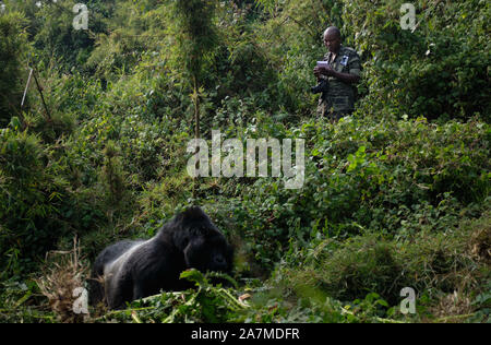 August 21, 2019, Ruhengeri, Ruanda: die Berggorillas in Ruanda wurde teilweise durch eine kleine Organisation von tierärzten als Gorilla Ärzte gespeichert wurde. Diese Ärzte haben sich auf die Erhaltung der Arten gewidmet. Sie haben dazu beigetragen, die Arten aus 3 x was sie war, bevor die organziation 1986 gestartet. Diese tierärzte bieten sowohl Forschung und medizinische Versorgung für die Gorillas leben in Volcanoes National Park in Ruhengeri Ruanda. . Dr. Noel Durchführung einer routinemäßigen Gesundheitscheck der Agashya Gorilla Gruppe. (Bild: © Allison Abendessen/ZUMA Draht) Stockfoto