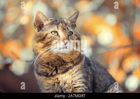 Porträt einer Katze im Freien. Katze im Herbst Garten gegen orange Natur Hintergrund sitzen Stockfoto