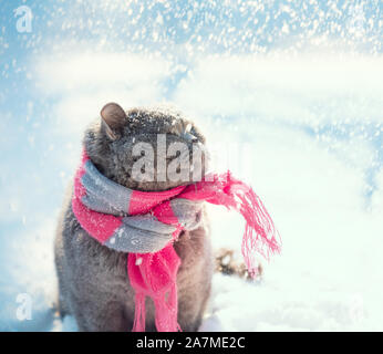 Porträt eines blauen Britisch Kurzhaar Katze in einem strickschal. Die Katze sitzt draußen im Schnee im Winter bei einem Schneefall Stockfoto