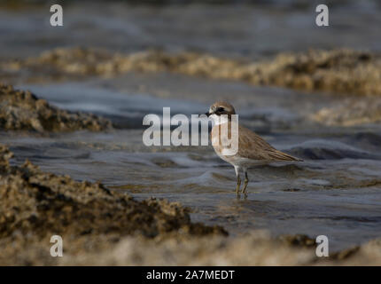 Mehr Sand Plover (Charadrius leschennaultii) in der Brandung auf der Insel Zypern. Stockfoto