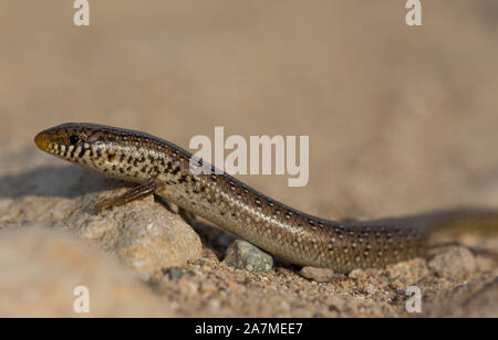 Lembeh Skink (Chalcides ocellatus) in den Sand auf der Insel Zypern. Stockfoto