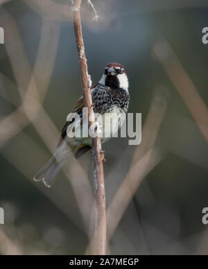 Spanische Männer Sparrow (Passer hispaniolensis) auf der Insel Zypern, Griechenland Stockfoto