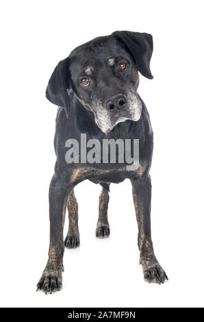 Mixed breed Labrador Retriever vor weißem Hintergrund Stockfoto