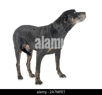 Mixed breed Labrador Retriever vor weißem Hintergrund Stockfoto