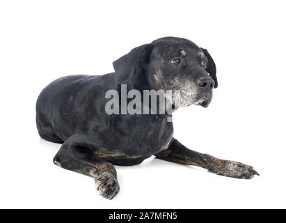 Mixed breed Labrador Retriever vor weißem Hintergrund Stockfoto