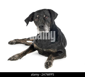 Mixed breed Labrador Retriever vor weißem Hintergrund Stockfoto