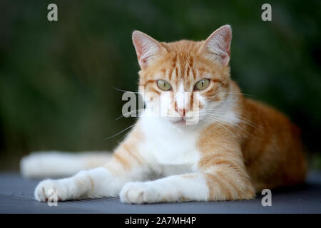 Portrait einer orange Tabby. Stockfoto