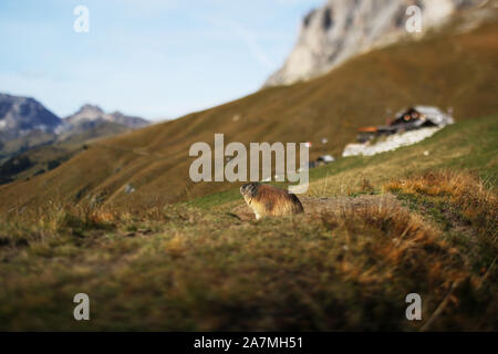 Ein alpiner Murmeltier (marmota), der sich auf einem Hang zwischen Col Rodella und dem Langkofel in den Dolomiten, Italien, sonnt Stockfoto