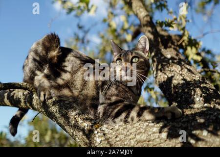 Eine gemeinsame europäische Katze saß auf einer Eiche. Stockfoto