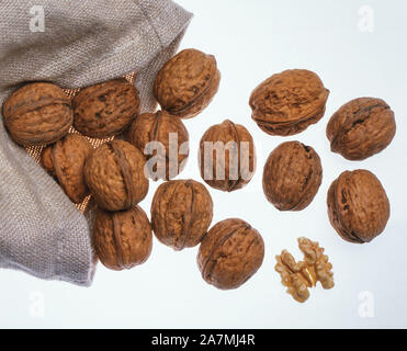 Persische Walnüsse (Juglans regia) in einen Sack auf weißem Hintergrund Stockfoto