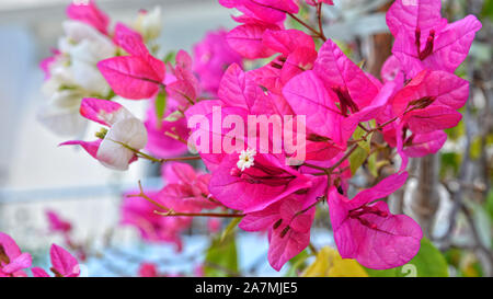 Schöne lila blühenden Bougainvillea Blume Stockfoto