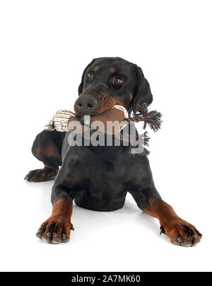 Dobermann pinsher vor weißem Hintergrund Stockfoto