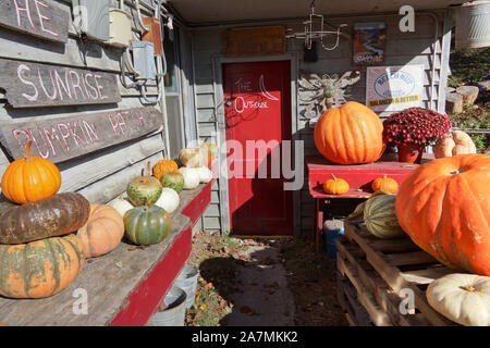 Verschiedene Kürbisse auf ein Land shop in Georgien angezeigt Stockfoto