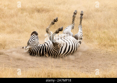 Zebra, die Rollen auf dem Boden ist. Ngorongoro Krater, Tansania. African Wildlife Stockfoto