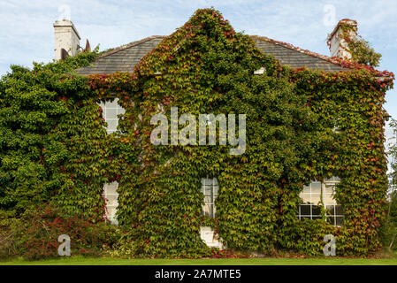Schrullige irische Cottage House-Fassade bedeckt mit Boston Ivy oder Parthenocissus Tricuspidata Veitchi in Killarney, Irland Stockfoto