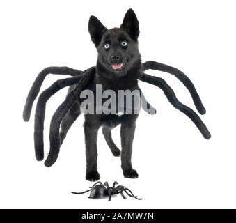 Schwarz pomsky vor weißem Hintergrund Stockfoto