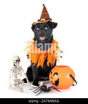 Schwarz pomsky vor weißem Hintergrund Stockfoto