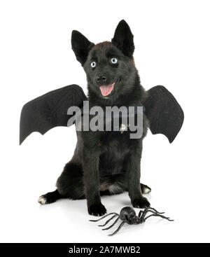 Schwarz pomsky vor weißem Hintergrund Stockfoto