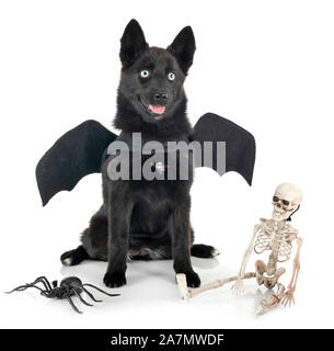 Schwarz pomsky vor weißem Hintergrund Stockfoto