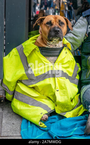 Der Bahnhof Kings Cross, London, UK, 3. November 2019. Die reizenden Hund Aura, tragen ihre hohe Sichtbarkeit Jacke und sitzen heute außerhalb der Station Kings Cross. Credit: Ernesto Rogata/Alamy Leben Nachrichten. Stockfoto