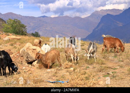 Ziegen auf einem Felsen in der Nähe des Charvak Reservoir in Usbekistan, chimgan Berge Stockfoto