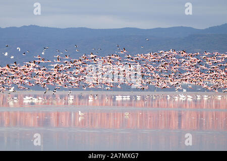 Herde von rosafarbenen Flamingos von Lake Manyara, Tansania. African Safari Stockfoto