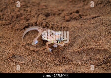 Namibgecko in der Wüste Namibias Stockfoto