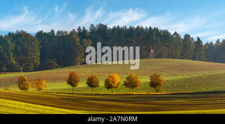 Reihe der Bäume auf der grünen Wiese in einem Herbst robe Stockfoto