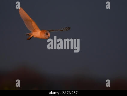 Wild Schleiereule (tyto Alba) Jagd während der Tage die letzten Sonnenstrahlen des goldenen Sonnenlicht, Gloucestershire Stockfoto