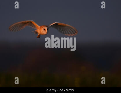 Wild Schleiereule (tyto Alba) Jagd während der Tage die letzten Sonnenstrahlen des goldenen Sonnenlicht, Gloucestershire Stockfoto