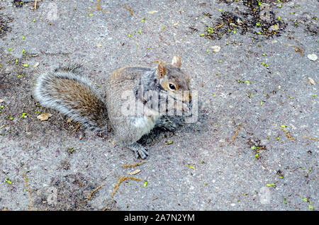 Eichhörnchen friedlich Essen eine Eichel in Boston Public Garden, USA Stockfoto