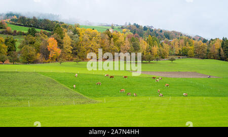 Idyllische herbstliche Ansicht in der Nähe von Klausen, Provinz Bozen, Trentino Alto Adige, Italien. Stockfoto